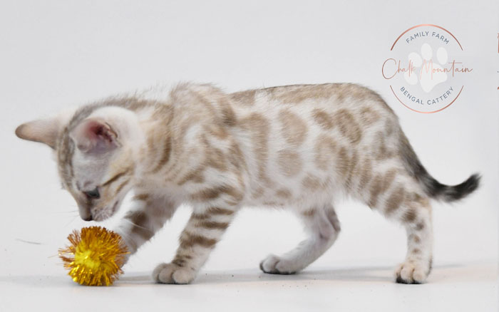 Bengal kitten for sale